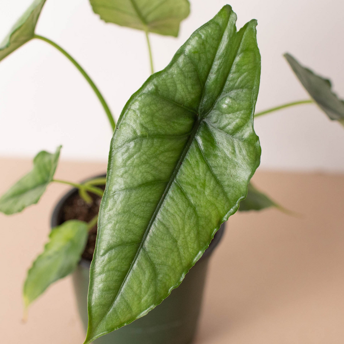 Alocasia 'Dragons Breath'-4" Pot