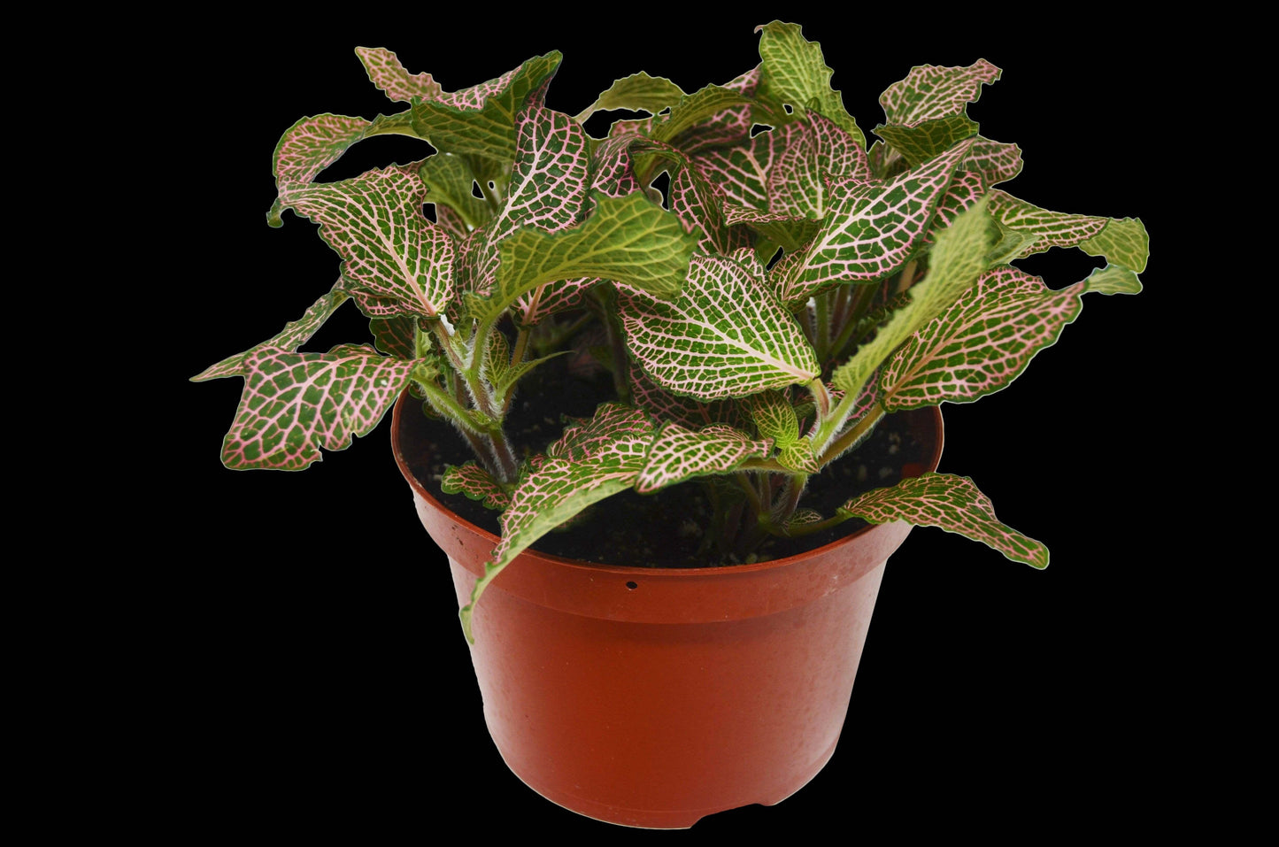 Fittonia 'Pink'-4" Pot