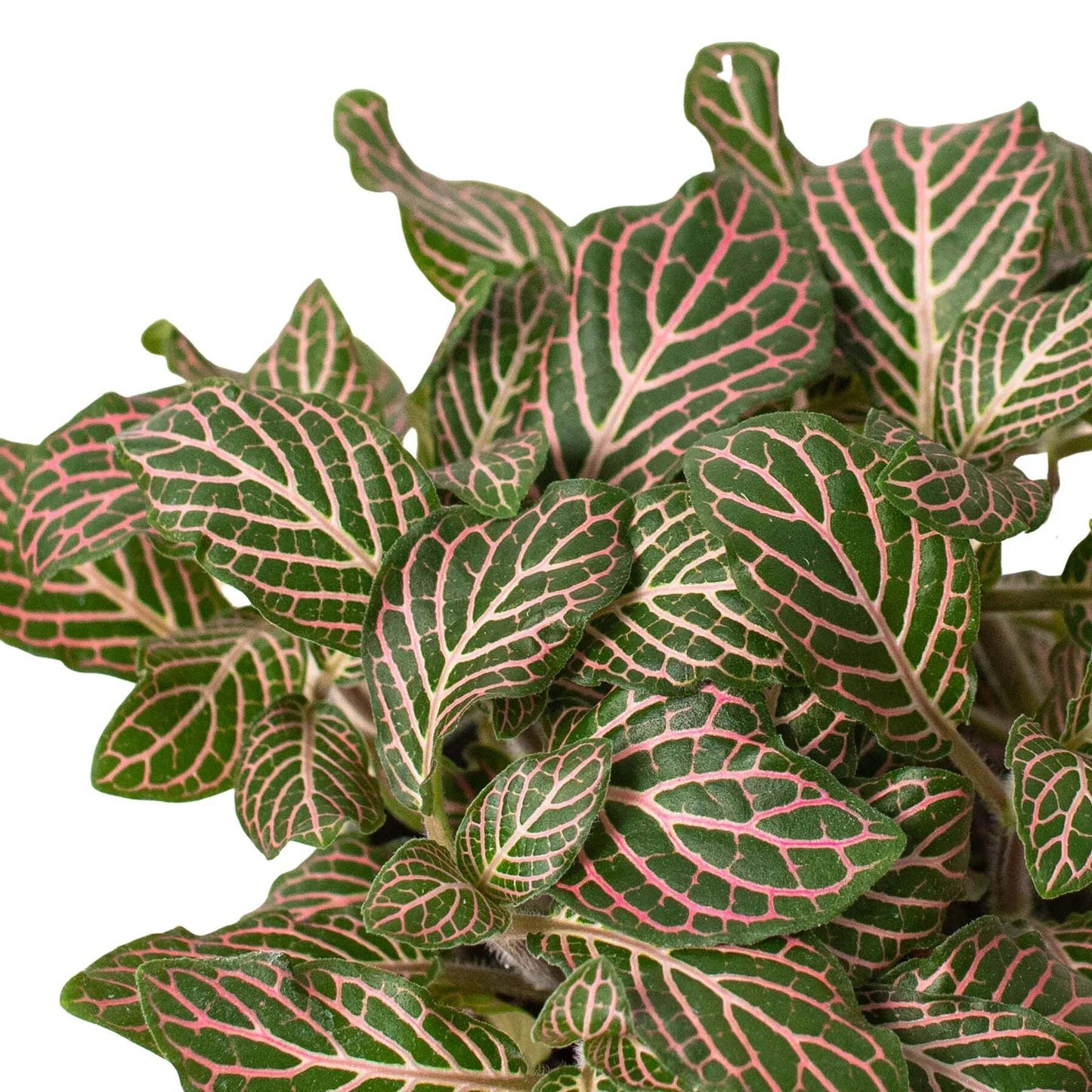 Fittonia 'Pink'-4" Pot