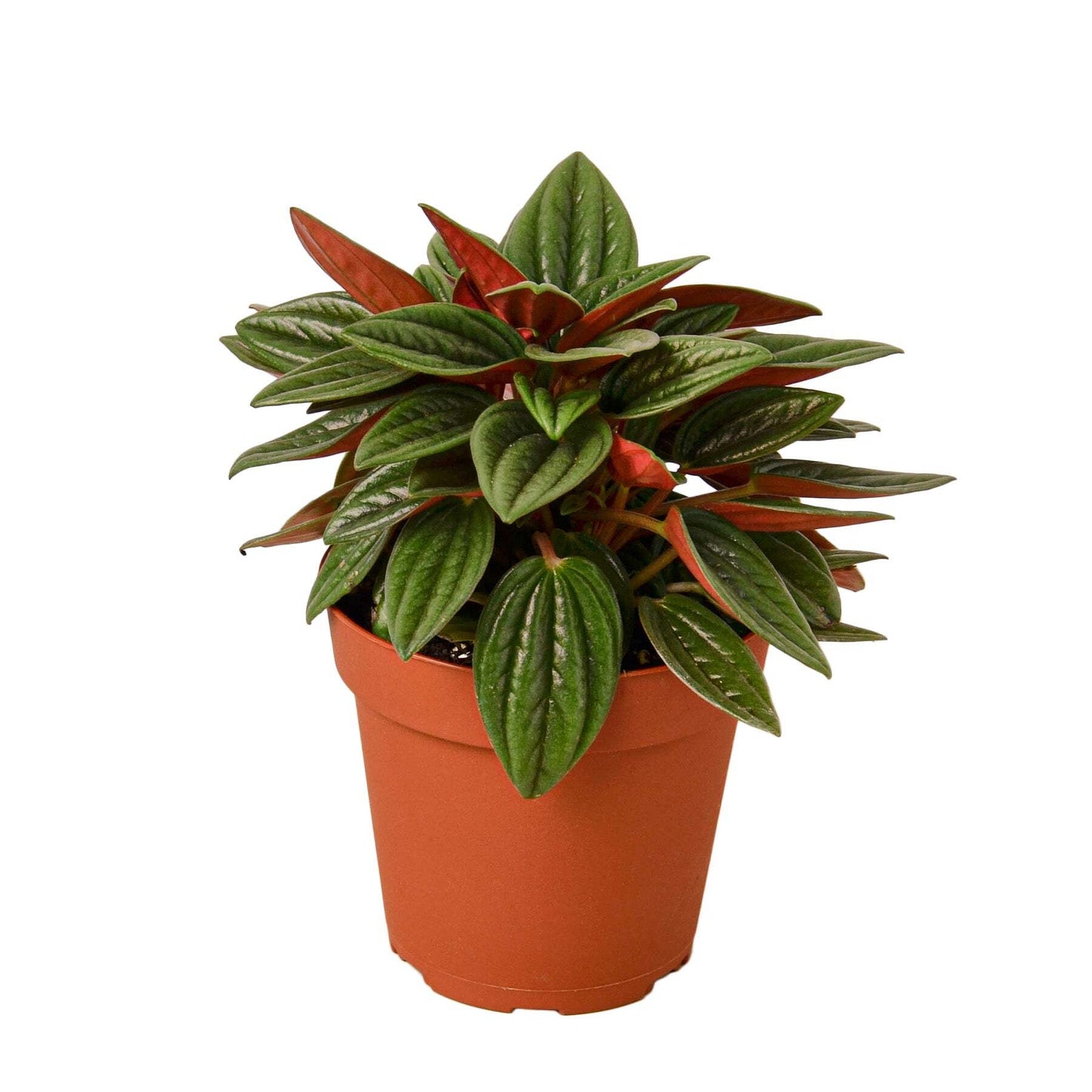 Peperomia Rosso-4" Pot