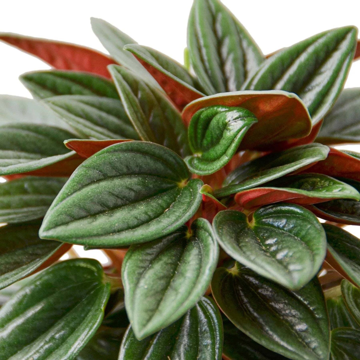 Peperomia Rosso-4" Pot