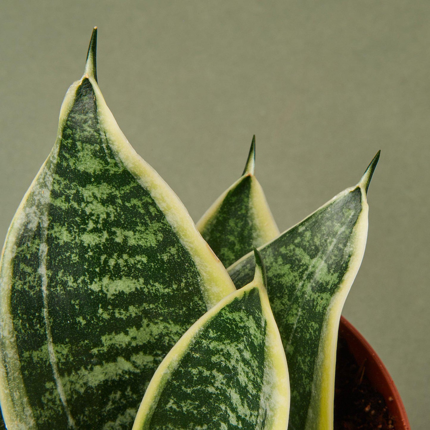 Snake Plant Laurentii Dwarf-4" Pot