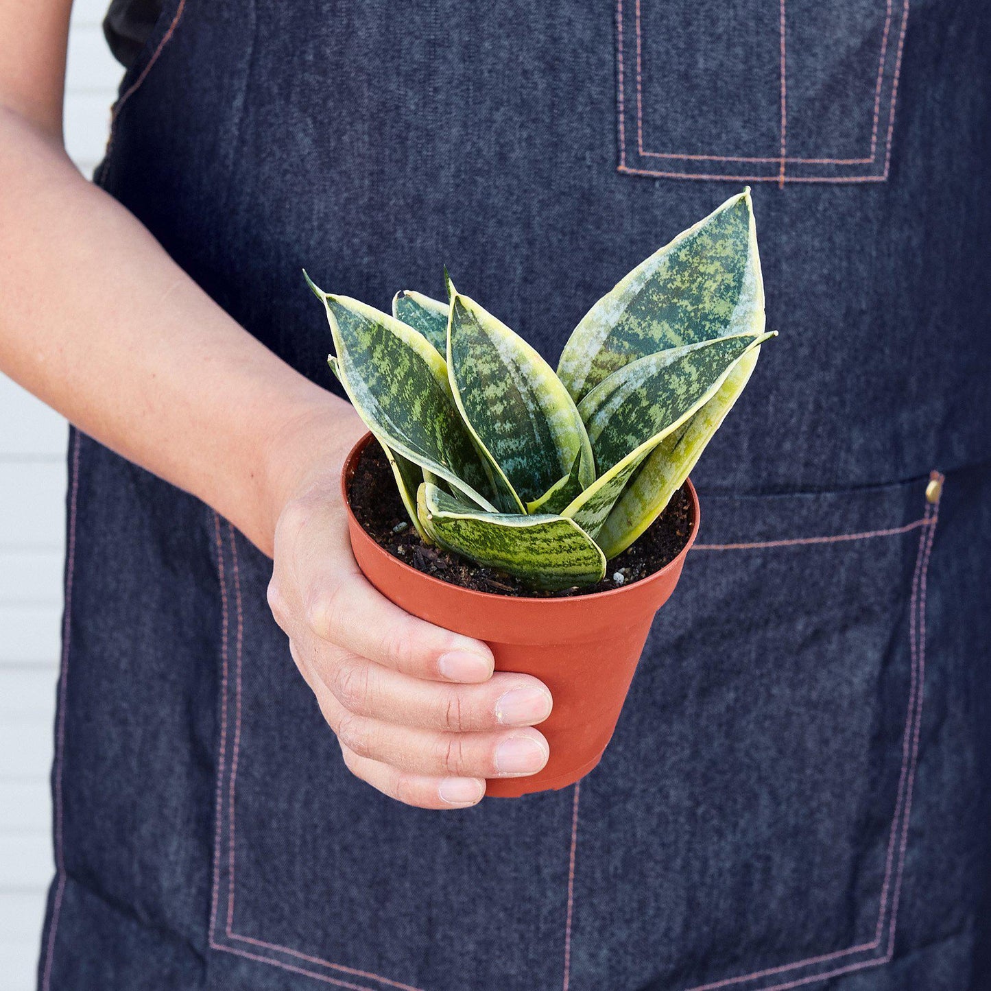 Snake Plant Laurentii Dwarf-4" Pot