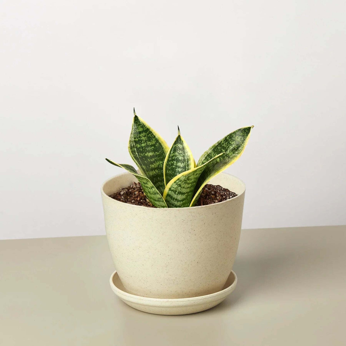 Snake Plant Laurentii Dwarf-4" Pot