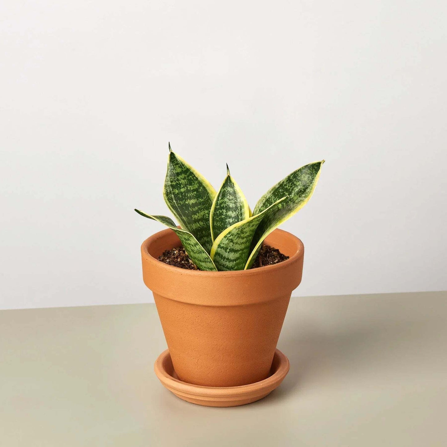 Snake Plant Laurentii Dwarf-4" Pot