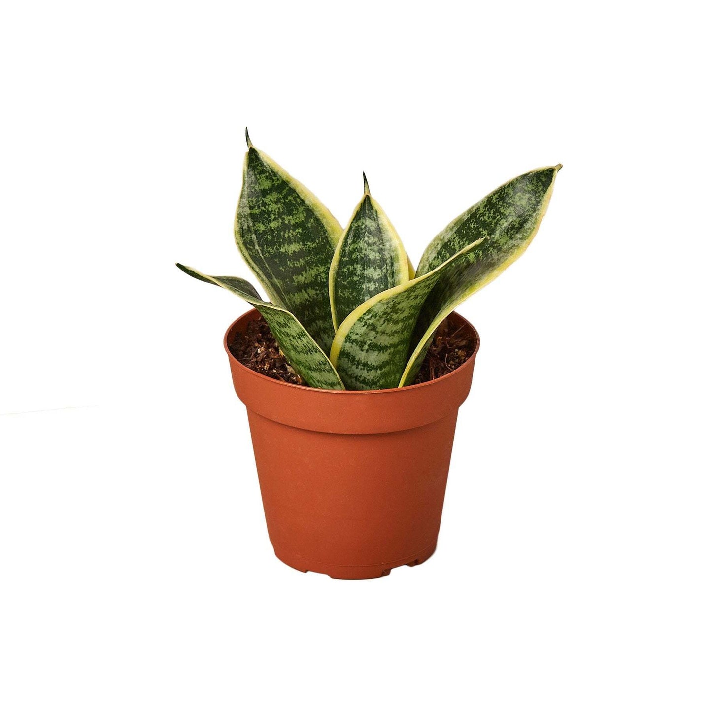 Snake Plant Laurentii Dwarf-4" Pot