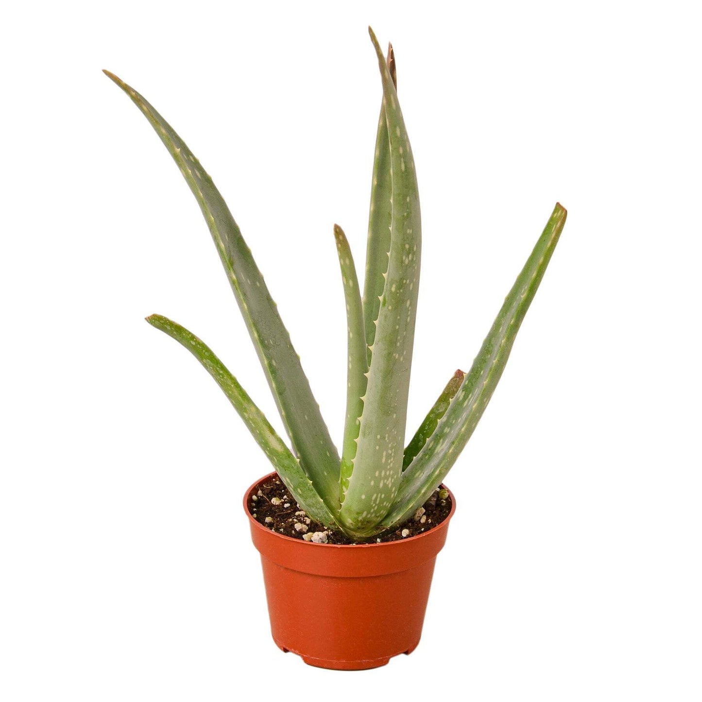 Aloe Vera-4" Pot / Black Cylinder