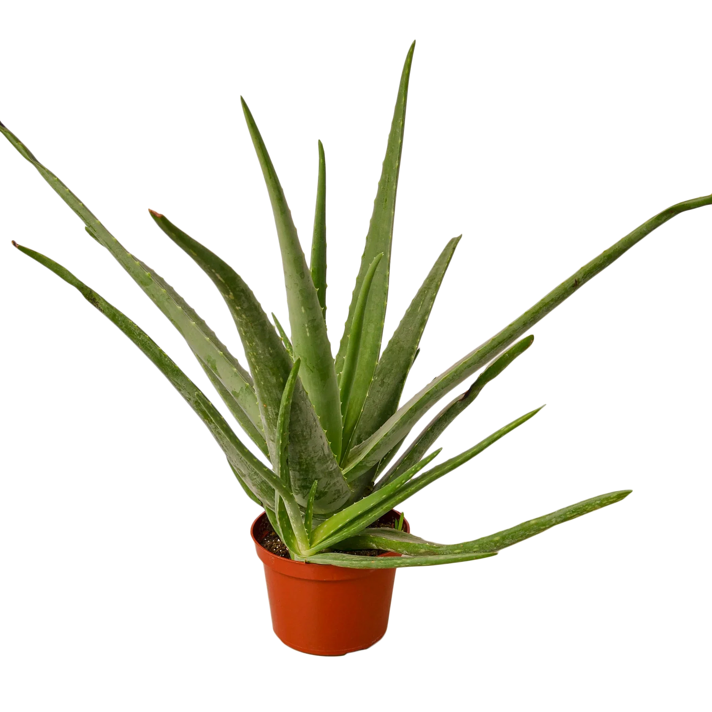 Aloe Vera-4" Pot / Black Cylinder