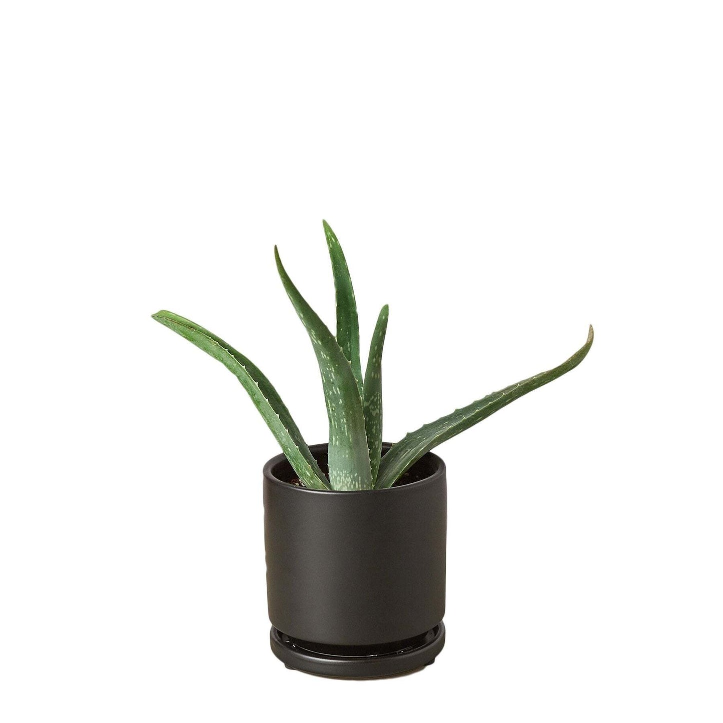 Aloe Vera-4" Pot / Black Cylinder