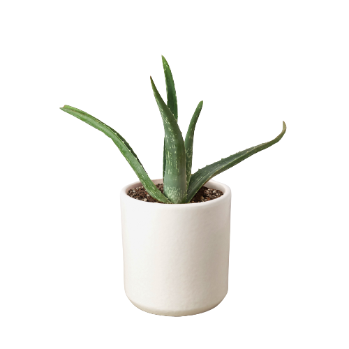 Aloe Vera-4" Pot / Black Cylinder