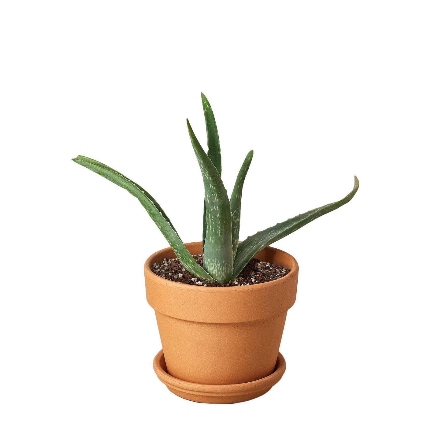 Aloe Vera-4" Pot / Black Cylinder