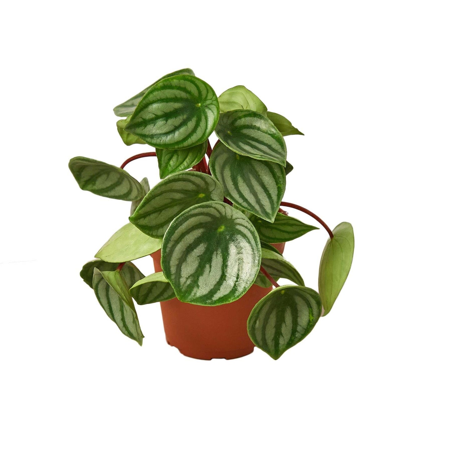 Peperomia Watermelon-6" Pot