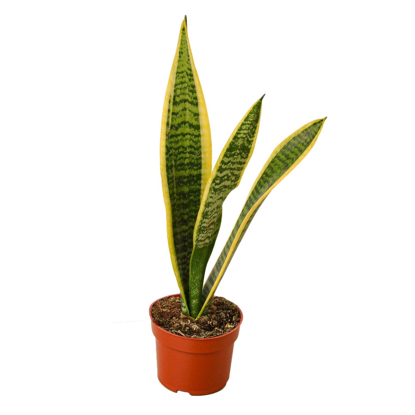 Snake Plant Laurentii-8" Pot / Nursery Pot