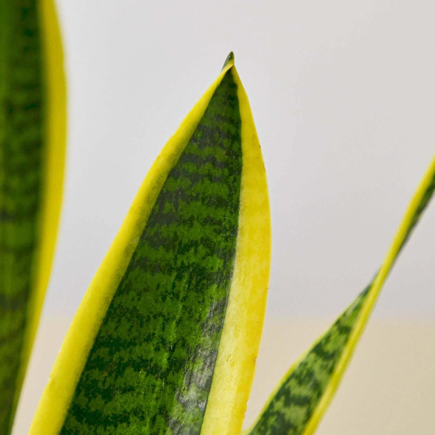 Snake Plant Laurentii-8" Pot / Nursery Pot