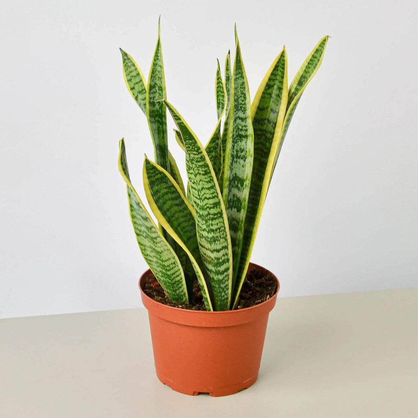 Snake Plant Laurentii-8" Pot / Nursery Pot