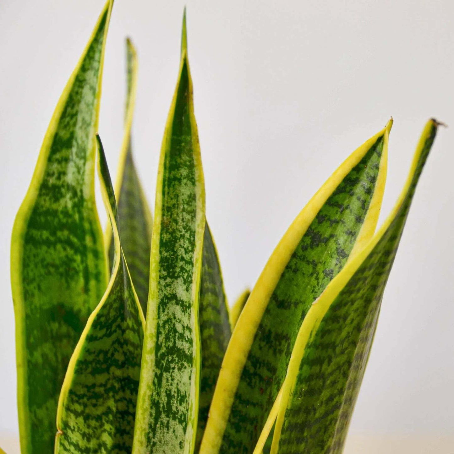 Snake Plant Laurentii-8" Pot / Nursery Pot