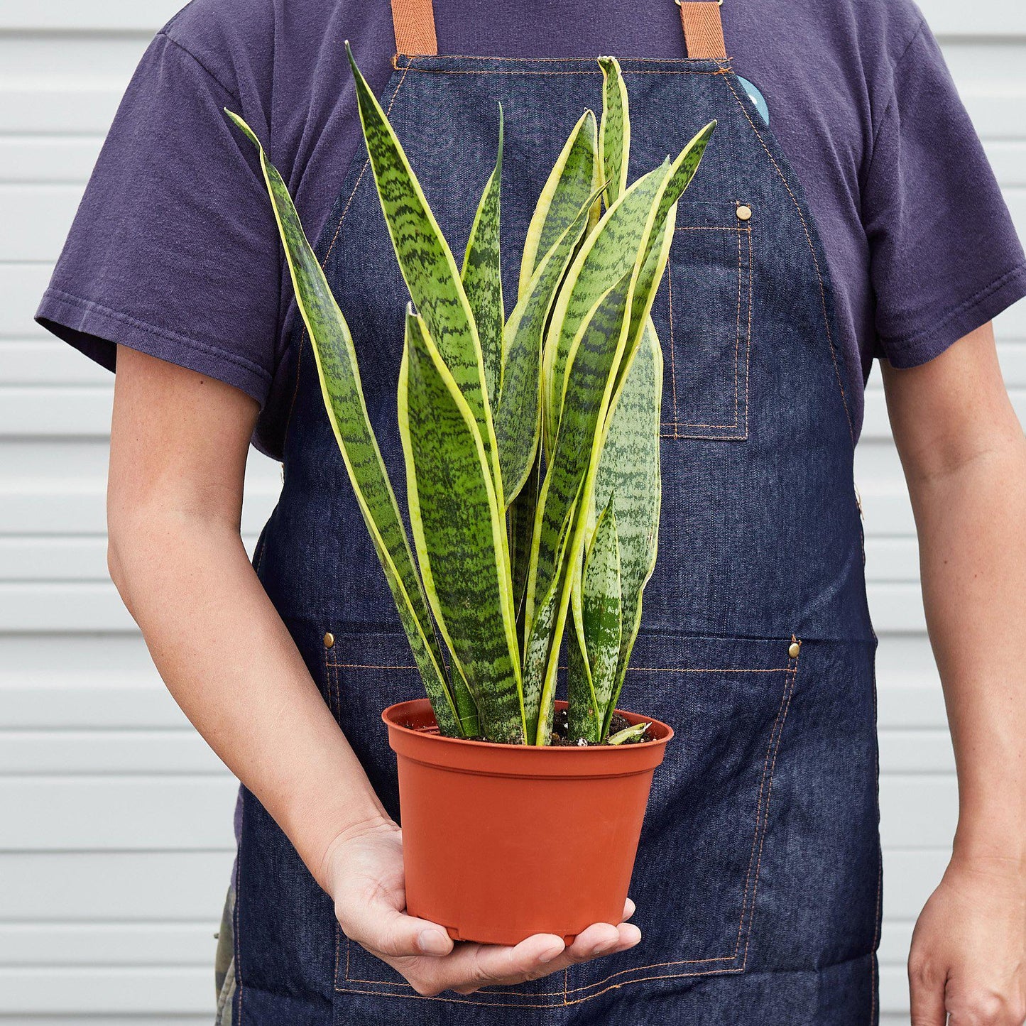 Snake Plant Laurentii-8" Pot / Nursery Pot