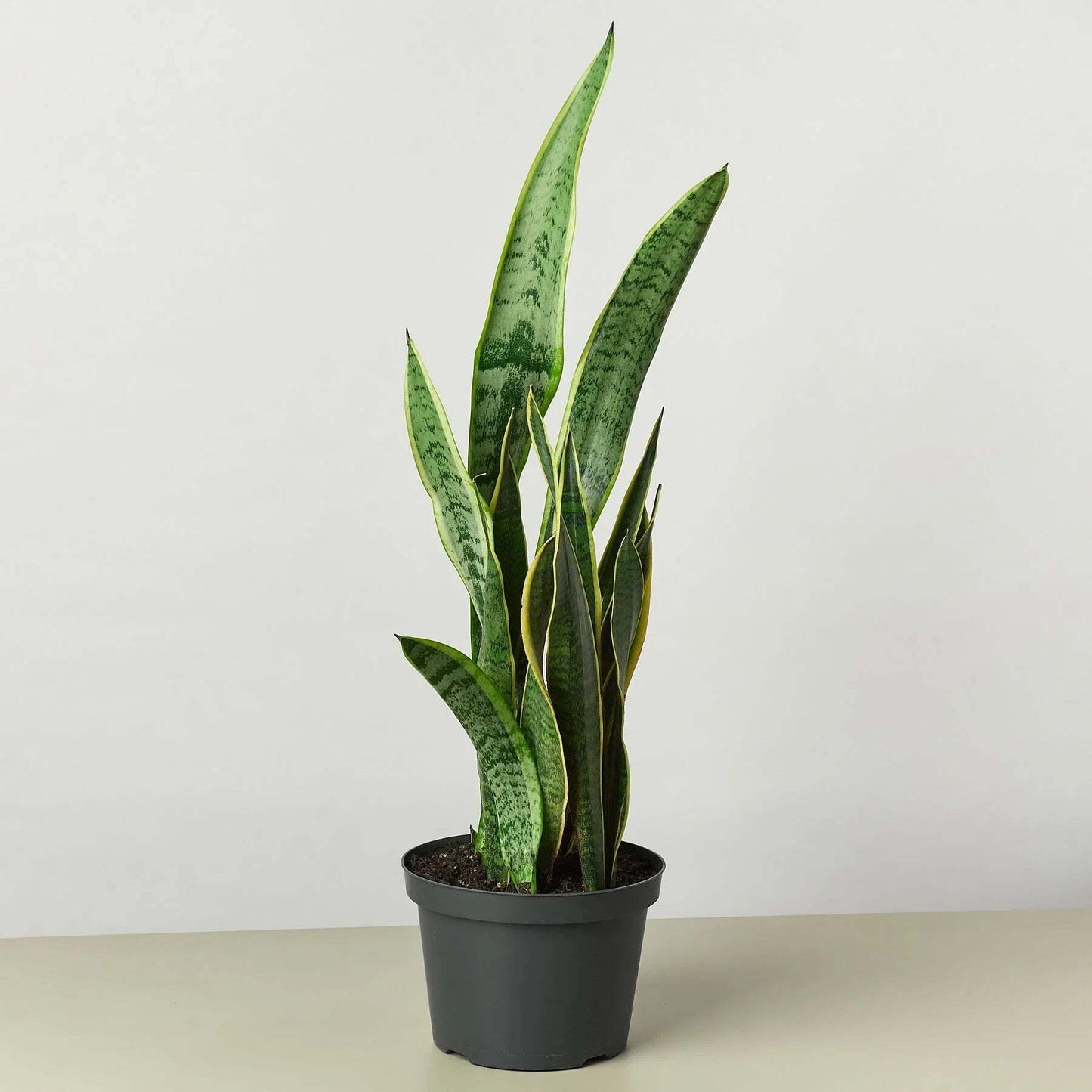 Snake Plant Laurentii-8" Pot / Nursery Pot