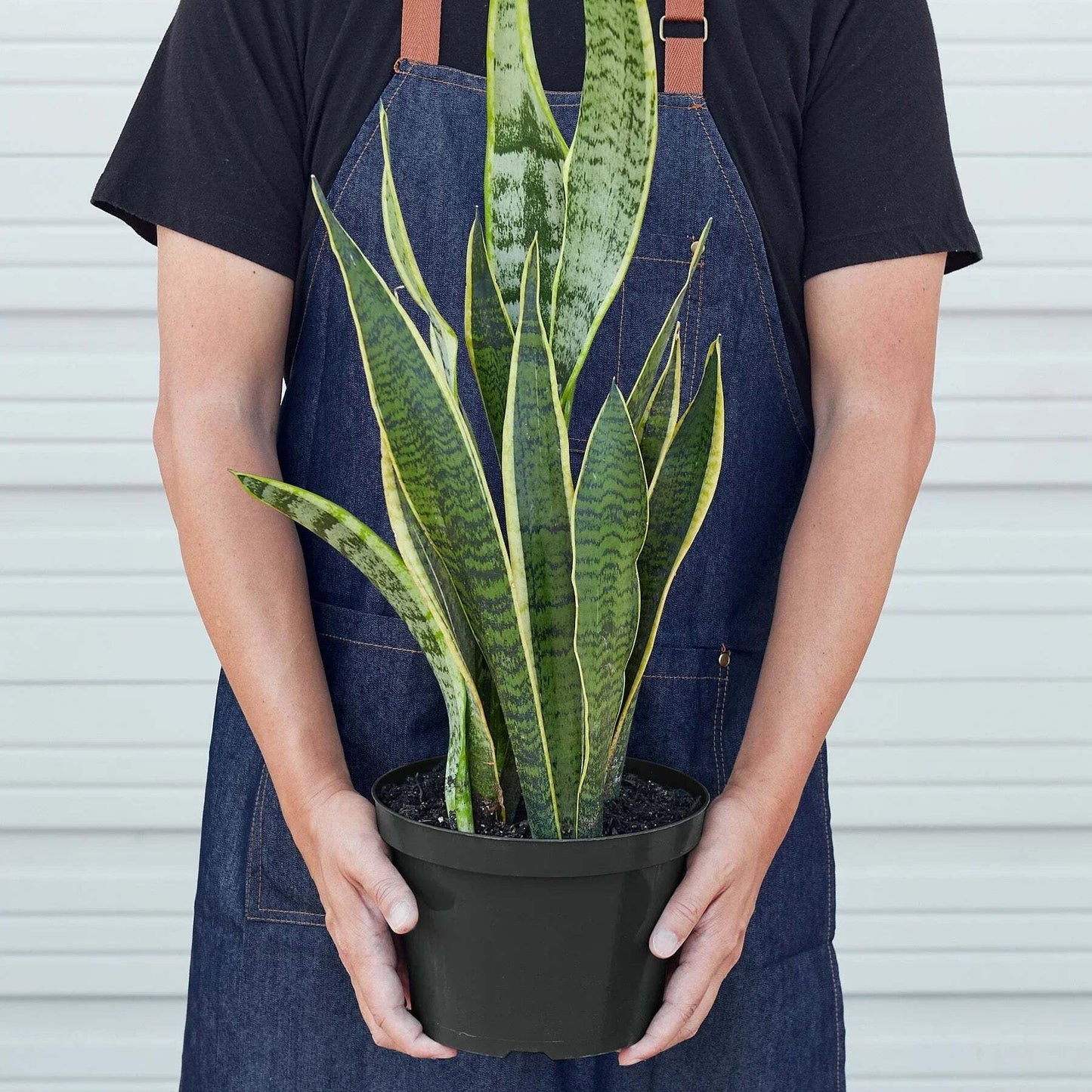 Snake Plant Laurentii-8" Pot / Nursery Pot