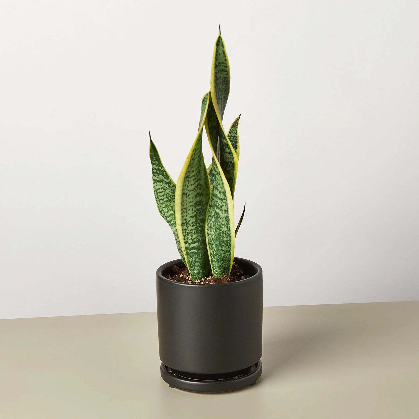 Snake Plant Laurentii-8" Pot / Nursery Pot