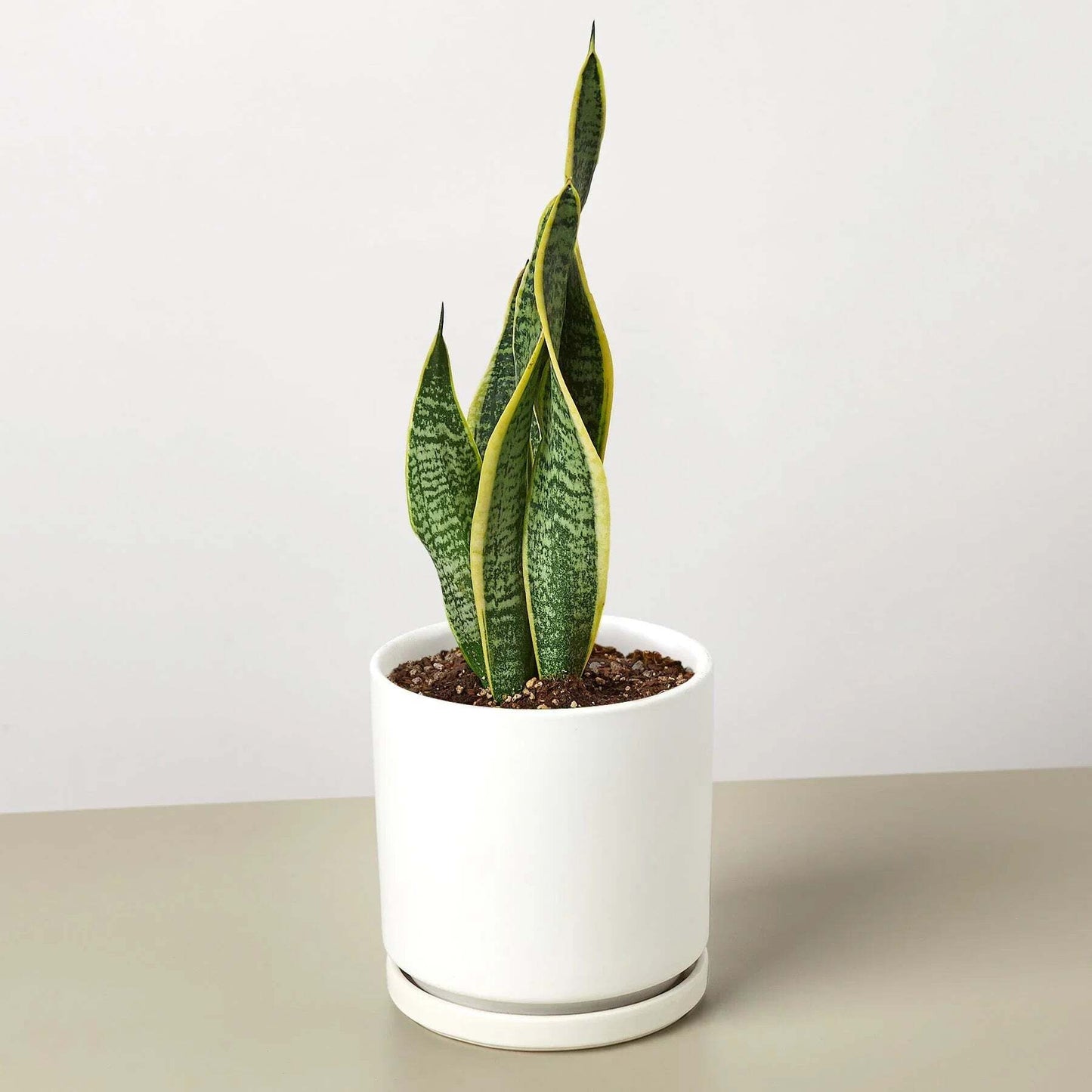 Snake Plant Laurentii-8" Pot / Nursery Pot