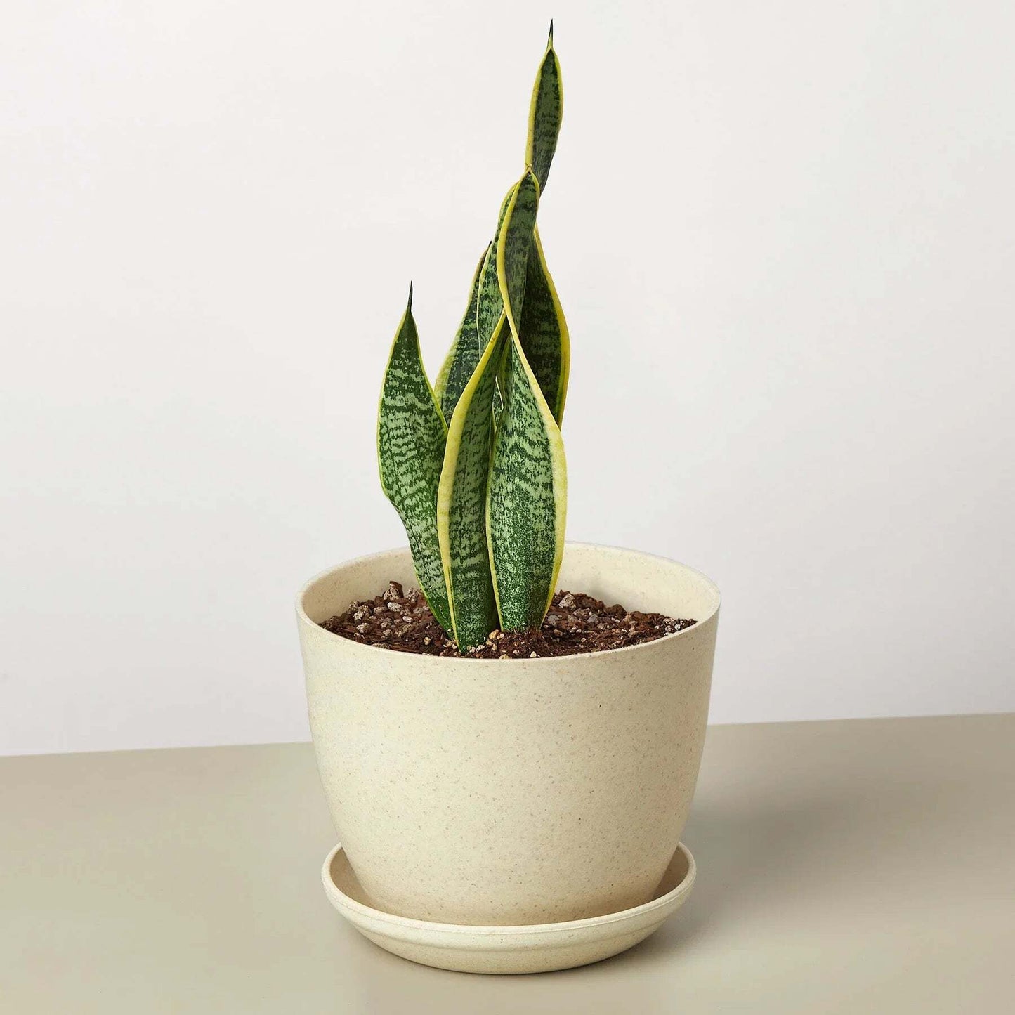 Snake Plant Laurentii-8" Pot / Nursery Pot