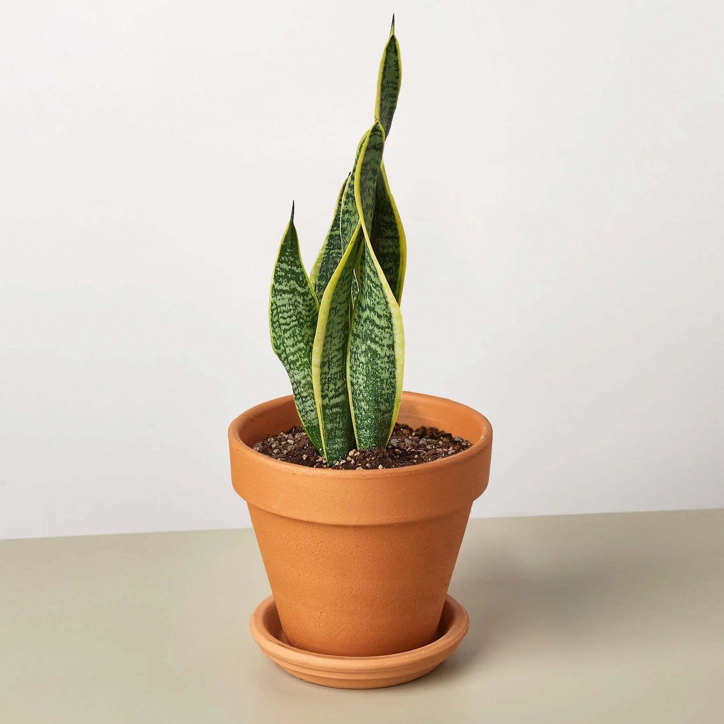 Snake Plant Laurentii-8" Pot / Nursery Pot