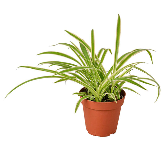 Spider Plant Reverse-8" Pot